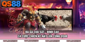 Đá Gà Cựa Sắt - Đỉnh Cao Cá Cược Chiến Kê Nảy Lửa Cùng QS88