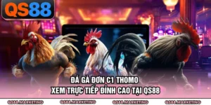 Đá Gà Đơn C1 Thomo - Xem Trực Tiếp Đỉnh Cao Tại QS88